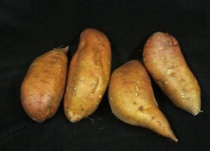 evangeline sweet potato slips